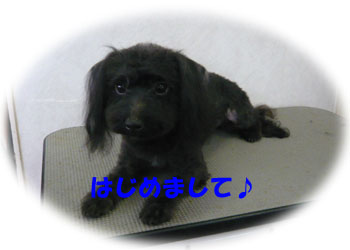 はじめまして〜るうです♪