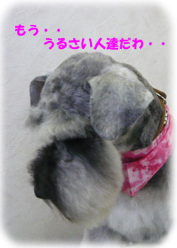 モチャちゃん