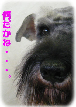 何だかね・・・。