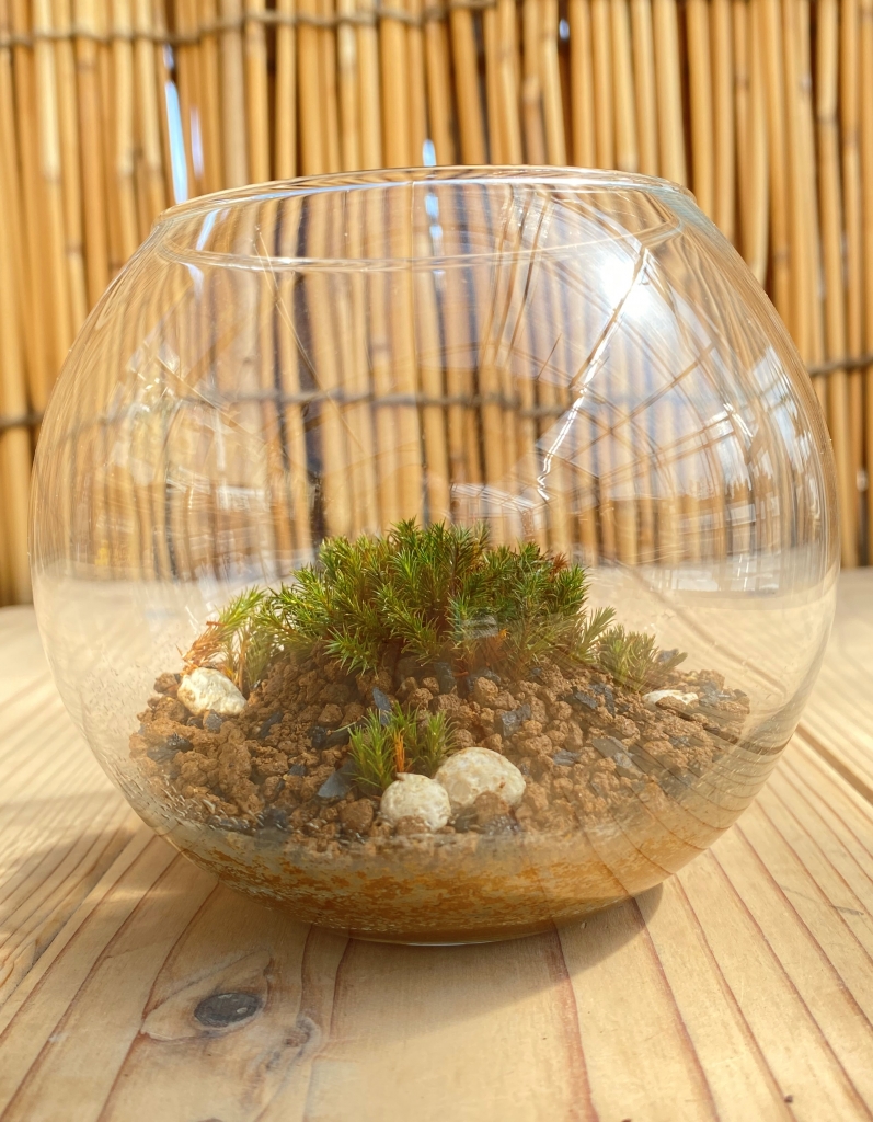 苔リウムワークショップ時間変更のお知らせ