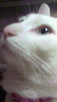 201104092131000.jpg