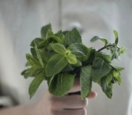 http://lovecreative.tumblr.com/post/14859236683/thepicnicbasket-i-believe-that-this-is-mint