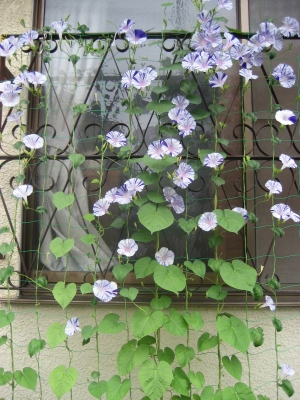 江戸風情 あさがお 朝顔 5苗 25変化朝顔「江戸風情」｜そだレポ