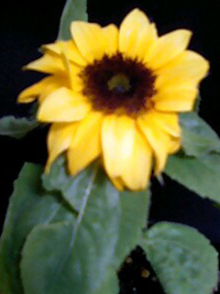 flower01