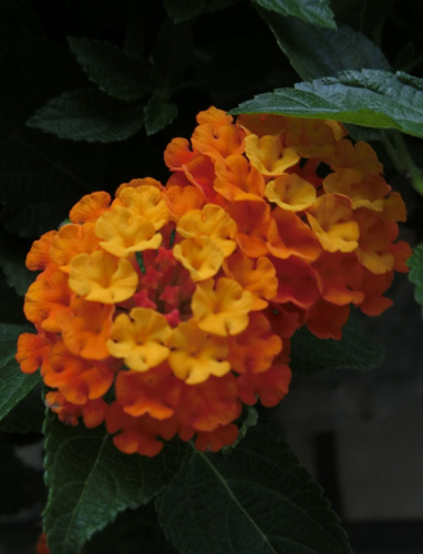 7月の花 ランタナ（七変化）Lantana 2 | K U R A D A S H I