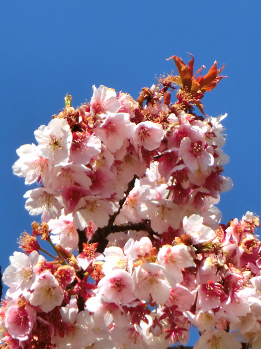 サクラ 上野公園の早咲き桜 2018.2月中旬撮影の花 | K U R A D A