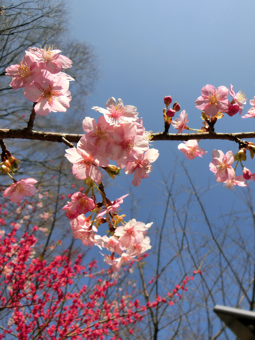 河津桜（カワヅザクラ） 2018.3月上旬撮影の花 | K U R A D A S H I