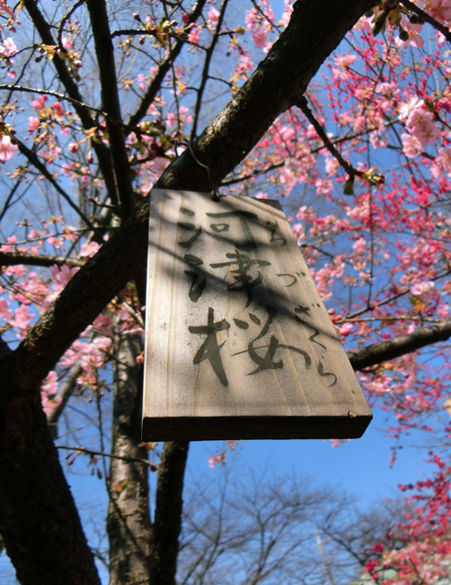 河津桜（カワヅザクラ） 2018.3月上旬撮影の花 | K U R A D A S H I