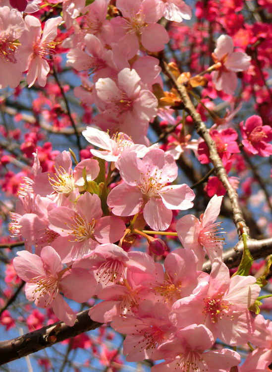 河津桜（カワヅザクラ） 2018.3月上旬撮影の花 | K U R A D A S H I