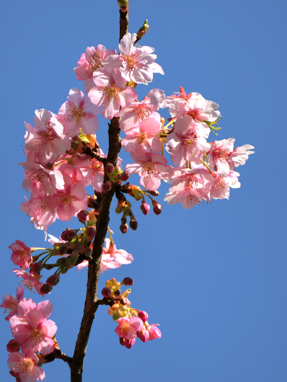 桜の花 さくら 啓翁桜 早咲き カンザクラ系 苗 販売 苗木部 By 花ひろば