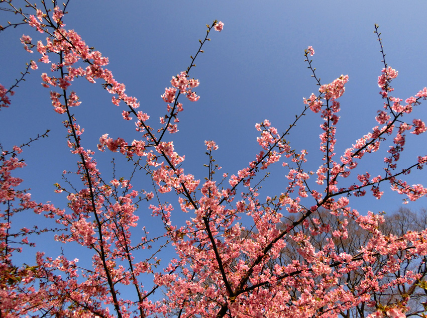 河津桜（カワヅザクラ） 2018.3月上旬撮影の花 | K U R A D A S H I