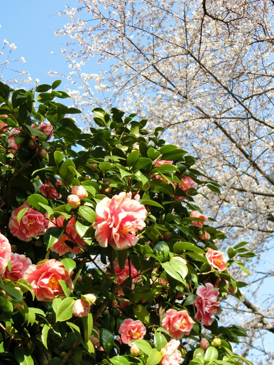 椿と桜 2018.3月25日撮影 春の花 | K U R A D A S H I