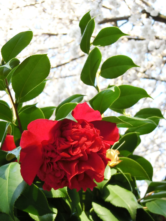 椿と桜 2018.3月25日撮影 春の花 | K U R A D A S H I