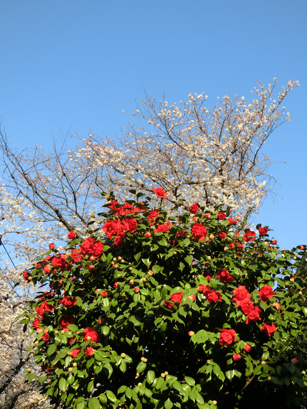 椿と桜 2018.3月25日撮影 春の花 | K U R A D A S H I