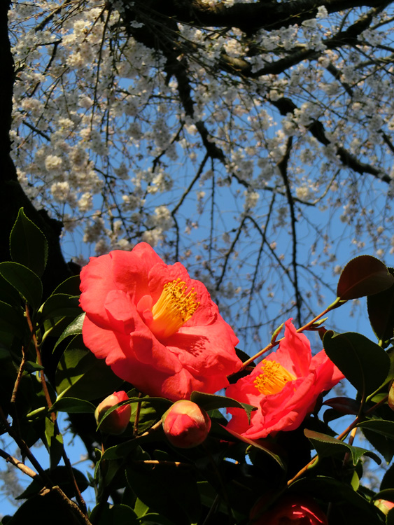 桜風　さくらかぜ　椿 MV】サクラカゼ / さくらみこ (official) - YouTube