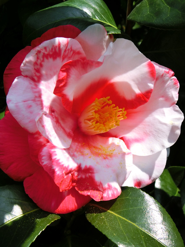 ツバキ（椿） 紅白八重咲き 2018.3月撮影の花 | K U R A D A S H I