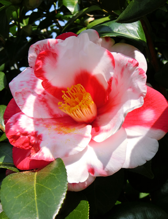 ツバキ（椿） 紅白八重咲き 2018.3月撮影の花 - 20180411_936357.jpg