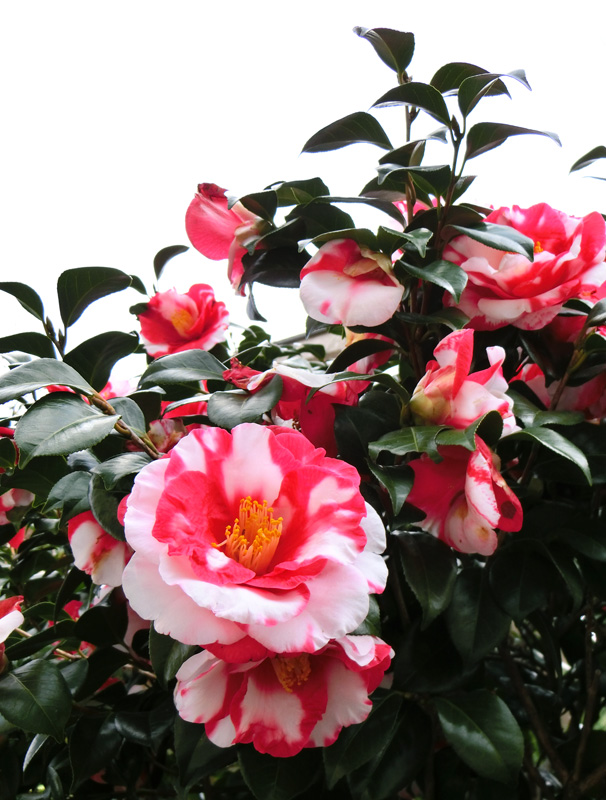 ツバキ（椿） 紅白八重咲き 2018.3月撮影の花 - 20180411_936361.jpg