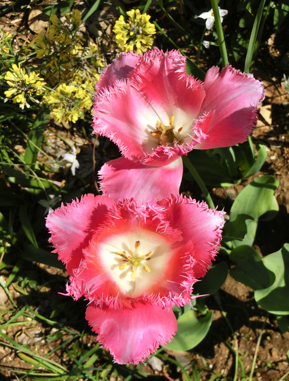 チューリップ〈3〉 いろんなチューリップ 2018.4月上旬撮影 | K U R A