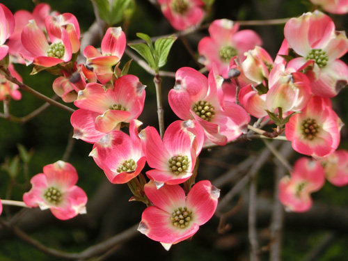 ハナミズキ 花水木 は逆光で光る花が美しい 18 4月上旬撮影 路上観賞の花 K U R A D A S H I