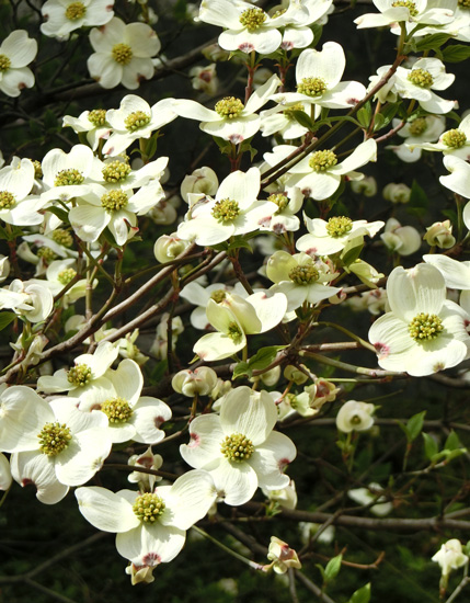 ハナミズキ（花水木）は逆光で光る花が美しい！ 2018.4月上旬撮影