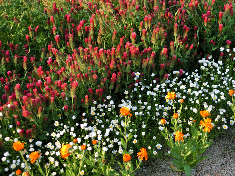 ストロベリーキャンドル ストロベリー・キャンドル | Trifolium incarnatum | かぎけん花図鑑