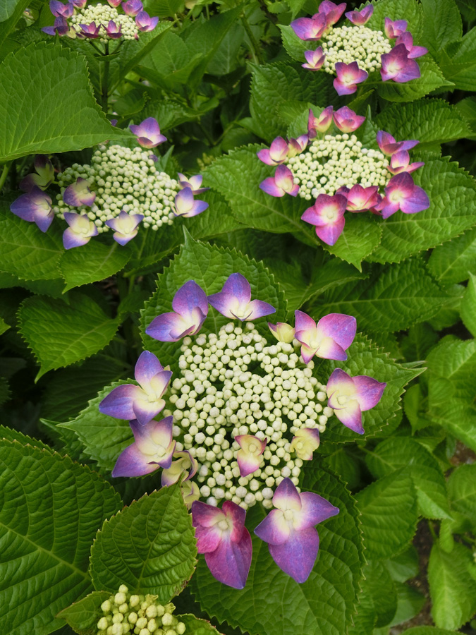 咲き始めのガクアジサイ 額紫陽花 18 5月下旬撮影 梅雨の花 K U R A D A S H I