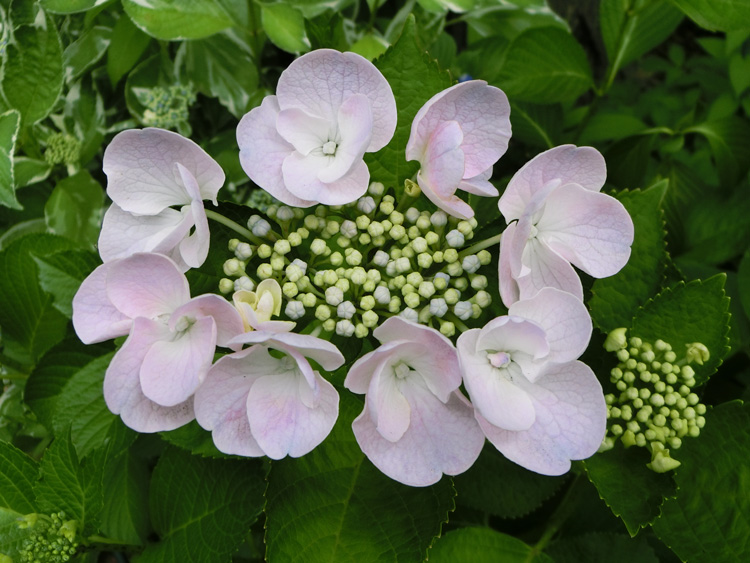 紫陽花🌸