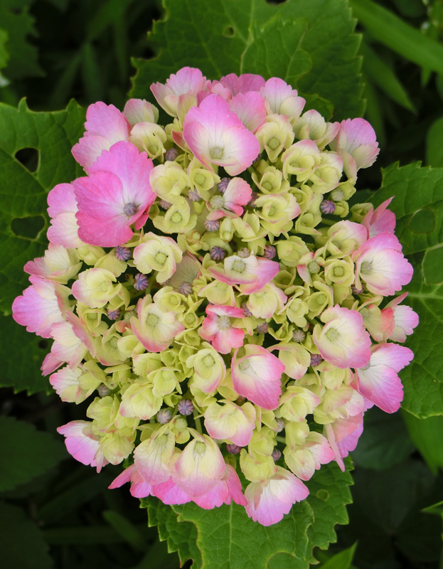 花の寺・円照寺】今日の花 ☆ 紫陽花（アジサイ） | ぶらり