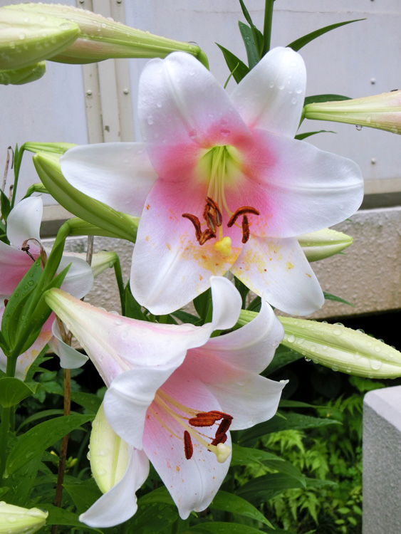 流木　ユリの花 000000047329-01-l.jpg?t=