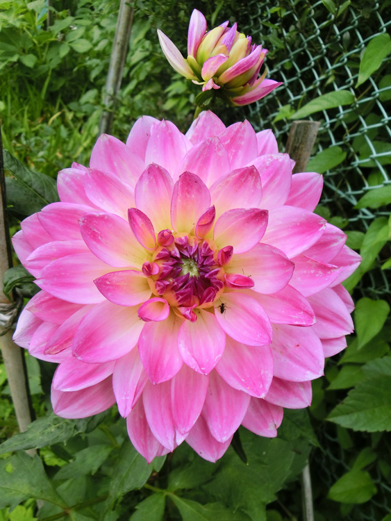 ダリア（Dahlia）〈2〉ピンク 2018.6月下旬撮影の花 | K U R A D A S H I