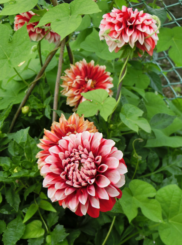 ダリア Dahlia 4 紅白 18 6月下旬撮影の花 K U R A D A S H I