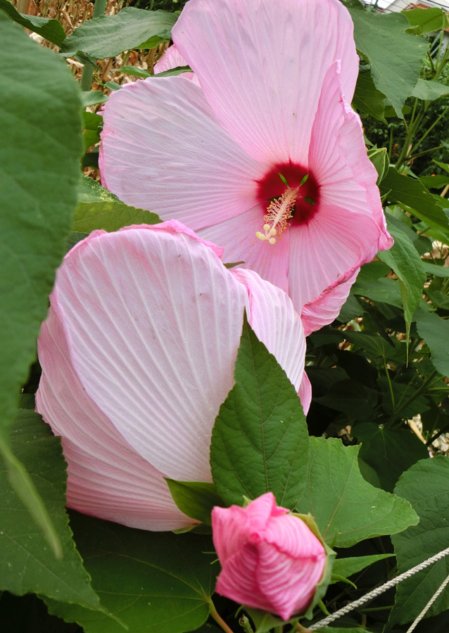 お徳な超わけありB アメリカフヨウ (草芙蓉) 大株苗 お徳な超わけありB アメリカフヨウ (草芙蓉) 大株苗 お徳な超