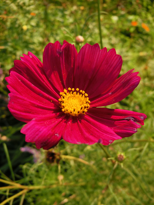 秋の花〈6〉夕暮れ 秋桜や鶏頭や日々草 2018.9月下旬「花と緑の広場