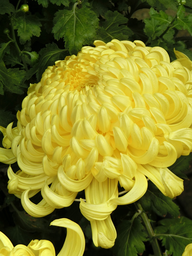 大輪菊 延命寺の美しい和菊〈1〉 2018.11月上旬撮影の花 | K U R