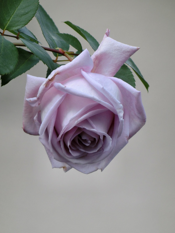 薔薇の花 2018.12月上旬撮影〈路上観賞の冬バラ〉 | K U R A D A S H I