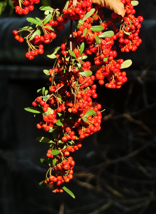 2018年12月28日の記事 | K U R A D A S H I