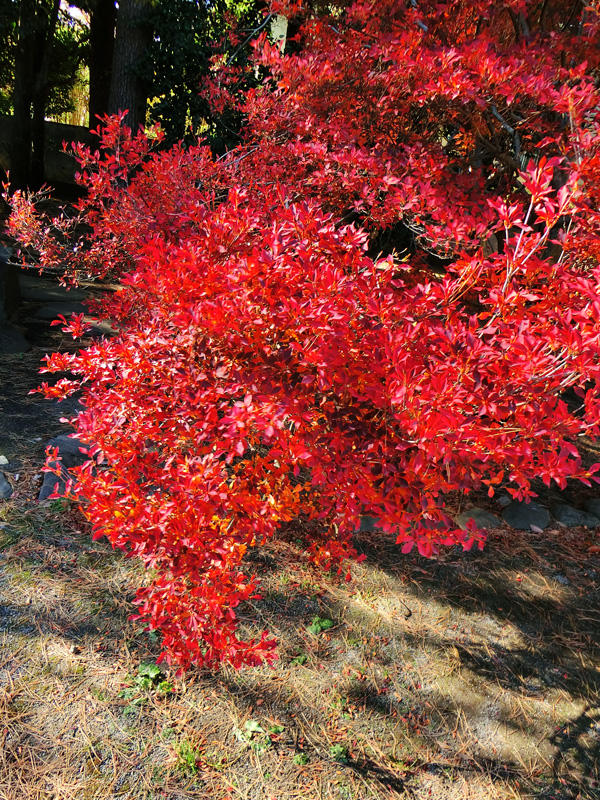 ドウダンツツジの紅葉 2018.12月中旬〈武蔵関公園の紅葉〉 | K U R A D
