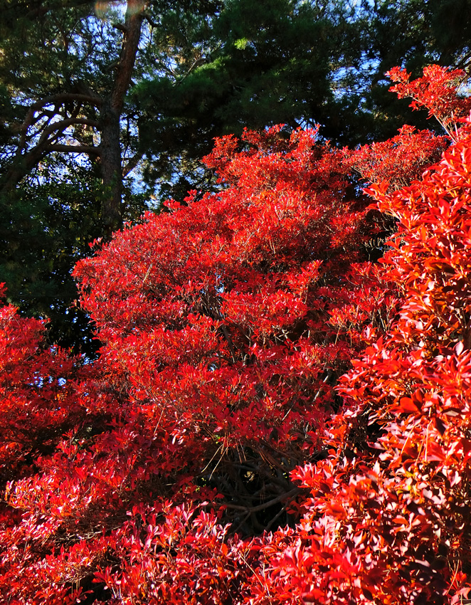 ドウダンツツジの紅葉 2018.12月中旬〈武蔵関公園の紅葉〉 | K U R A D