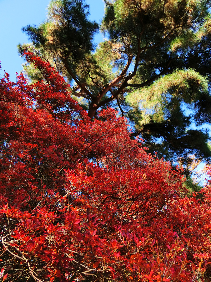 ドウダンツツジの紅葉 2018.12月中旬〈武蔵関公園の紅葉〉 | K U R A D