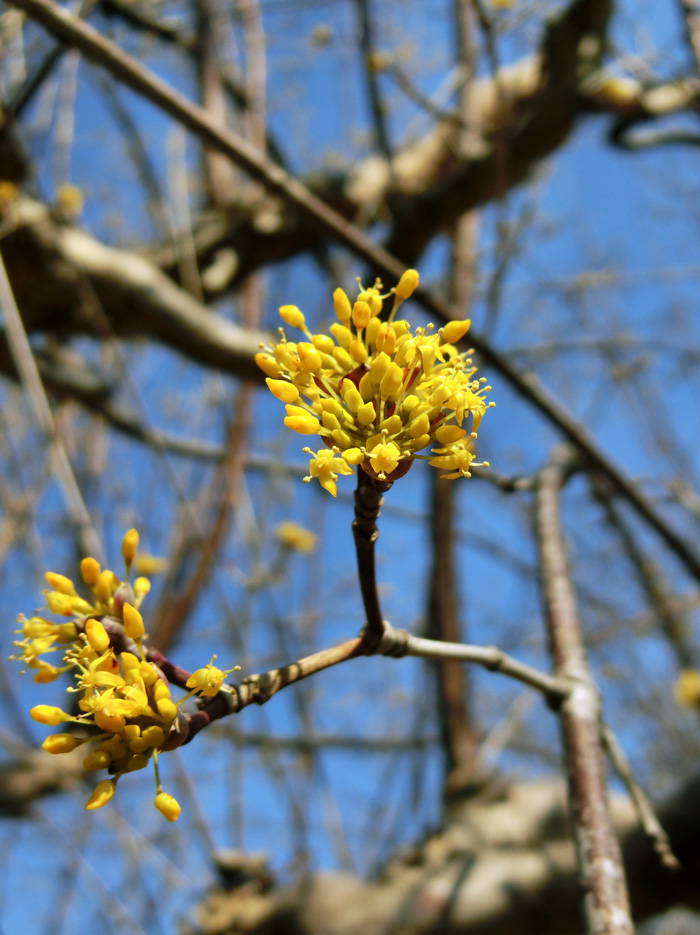 春を告げる花木 『サンシュユ』 半球状の鮮やかな黄色の花 高さは底部から２００センチ程度 現品 - www.sandram.nu