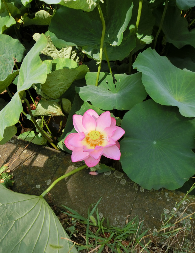 蓮の花地蔵 ハスの花咲く地蔵寺 - 定年後の生活ブログ