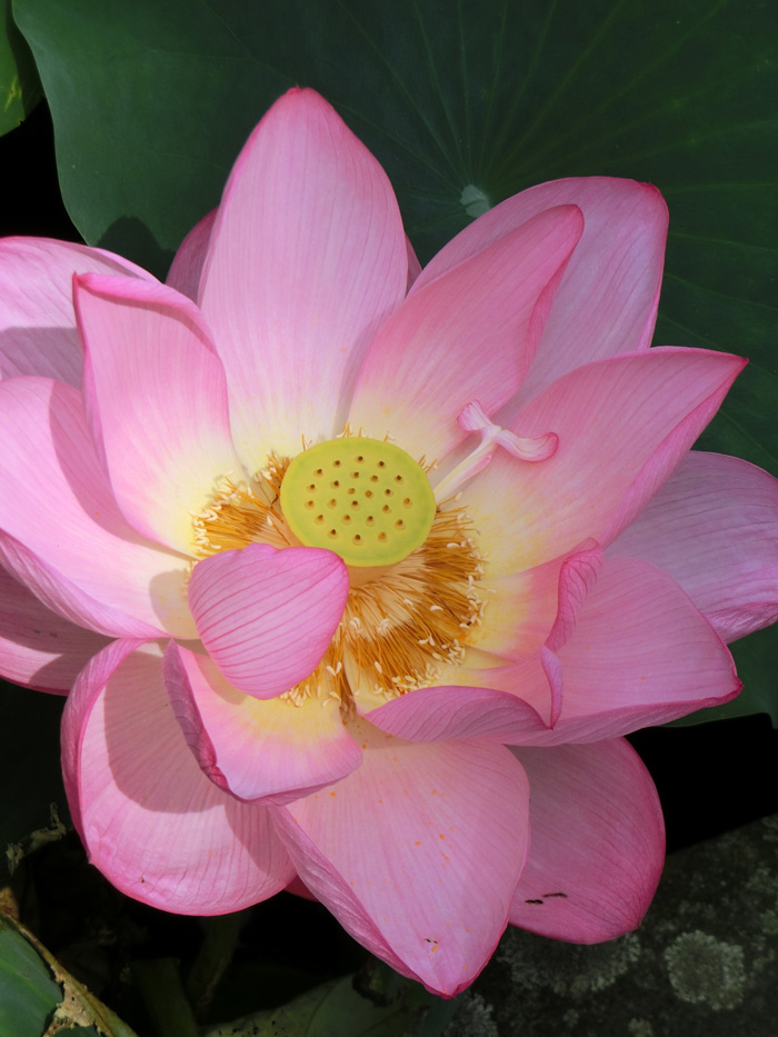 蓮の花と不忍池辯天堂のお地蔵様 2019年8月中旬撮影〈上野公園の花