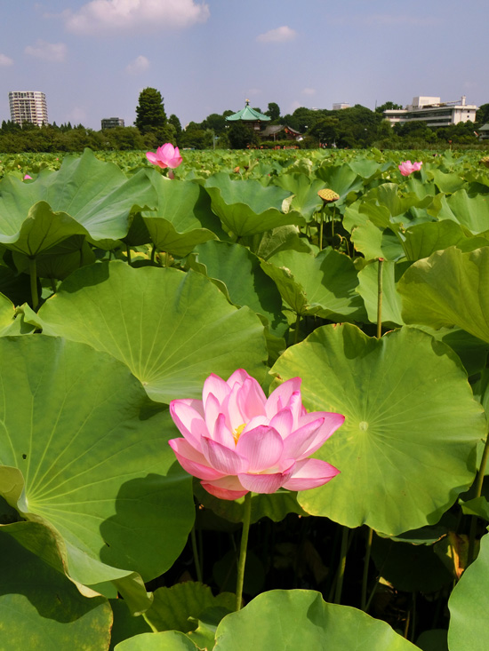 蓮の花と不忍池辯天堂のお地蔵様 2019年8月中旬撮影〈上野公園の