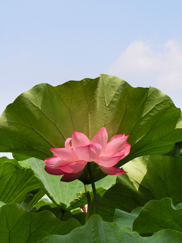 蓮の花と不忍池辯天堂のお地蔵様 2019年8月中旬撮影〈上野公園の花