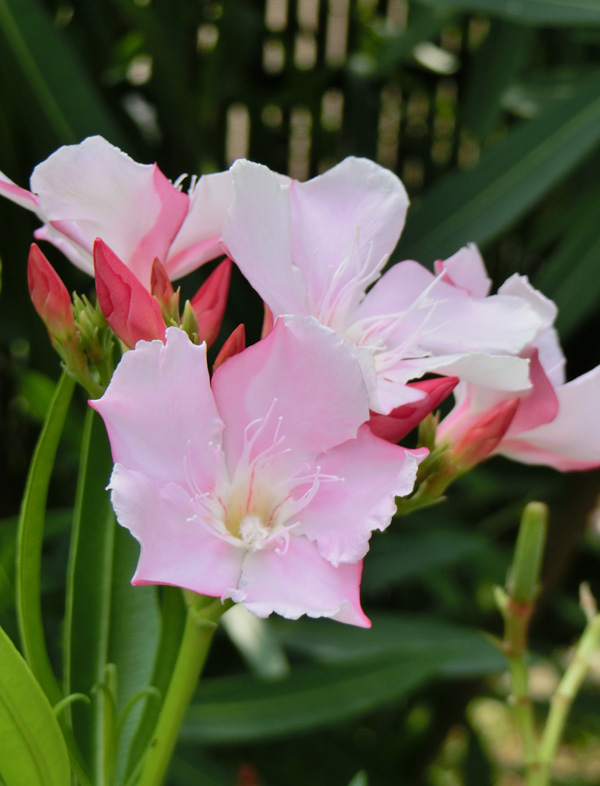 不忍池のピンクの夾竹桃 2019年8月中旬撮影〈上野公園の花〉 | K U R A