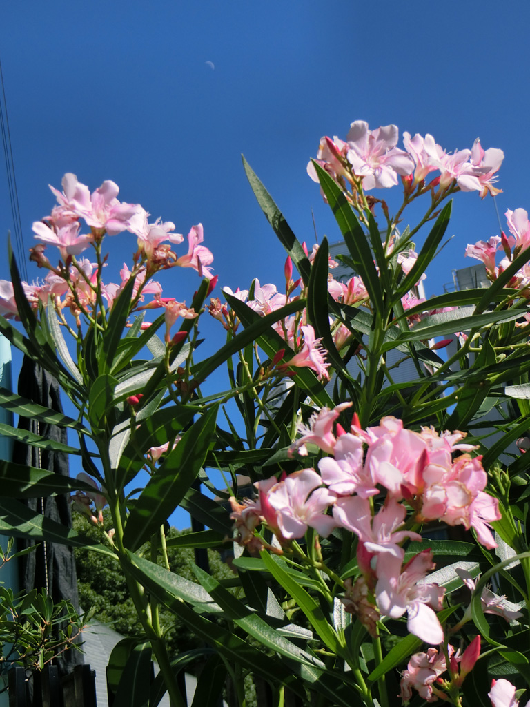 不忍池のピンクの夾竹桃 2019年8月中旬撮影〈上野公園の花〉 | K U R A