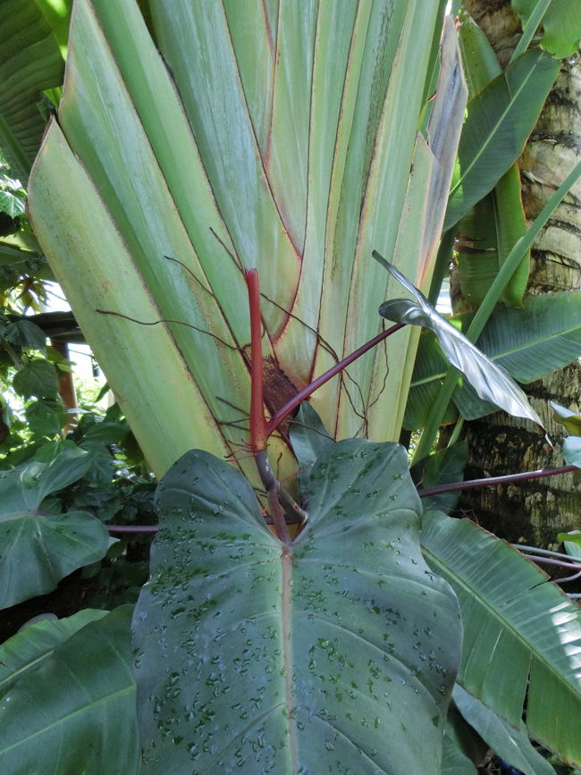 未知との遭遇！大温室の珍しい熱帯植物その造形美〈3〉タビビトノキと