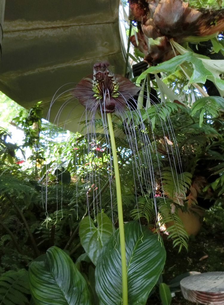 宇宙生物みたい！大温室の珍しい熱帯植物その造形美〈5〉ブラック 