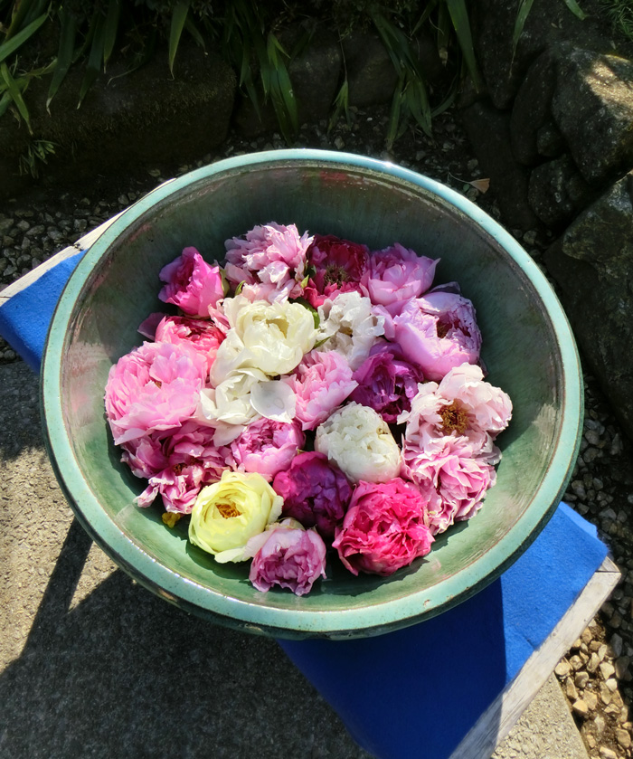 上野東照宮ぼたん苑 寒牡丹・冬牡丹〈12〉〈2018 蔵出しの花〉 | K U R